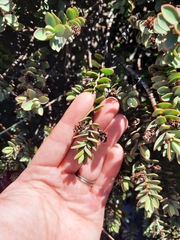 Veronica pinguifolia