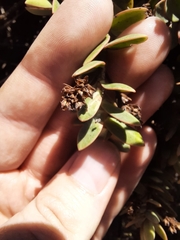 Veronica pinguifolia