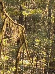 Pseudisothecium stoloniferum