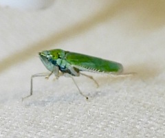 Draeculacephala