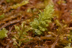 Plagiomnium venustum