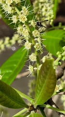 Terminalia lucida