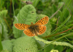 Boloria caucasica