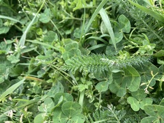 Achillea millefolium