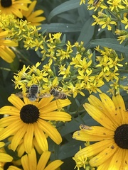 Megachile texana