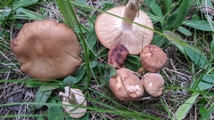 Russulales