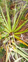 Puya nitida