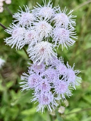 Ageratum corymbosum