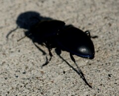 Pasimachus elongatus