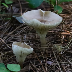 Ampulloclitocybe