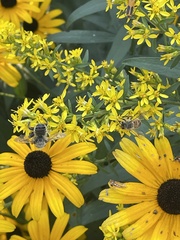 Megachile texana