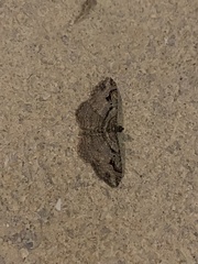 Costaconvexa centrostrigaria