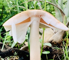 Amanita crocea