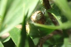 Araneus albotriangulus