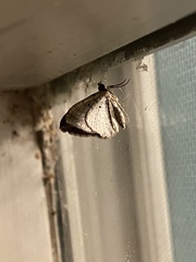 Costaconvexa centrostrigaria