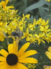 Megachile texana