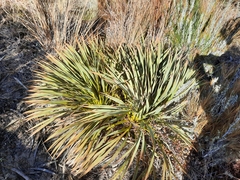 Aciphylla aurea