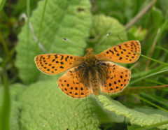Boloria caucasica