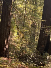 Pseudisothecium stoloniferum