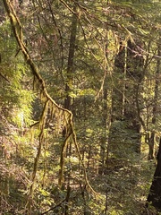 Pseudisothecium stoloniferum