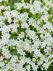 Stevia serrata