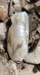 Unionidae