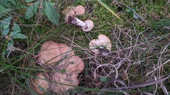 Russulales