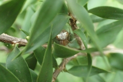 Araneus albotriangulus