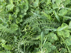 Achillea millefolium
