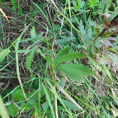 Potentilla recta