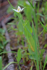 Calochortus lyallii