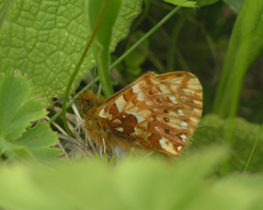 Boloria caucasica