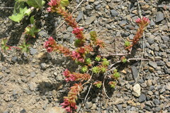 Sedum tenellum