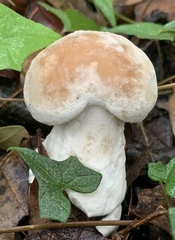 Hypomyces hyalinus