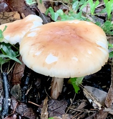 Amanita crocea