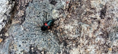 Astylus aulicus