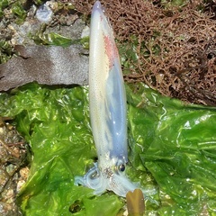 Doryteuthis opalescens