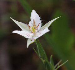 Calochortus lyallii