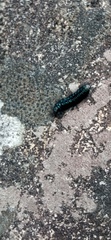 Astylus aulicus