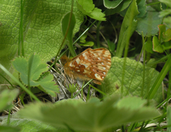 Boloria caucasica