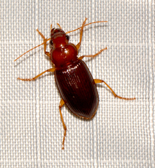 Trichotichnus vulpeculus