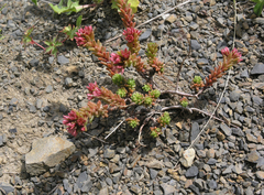Sedum tenellum