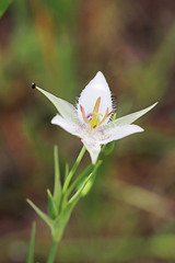 Calochortus lyallii