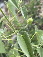 Abutilon incanum