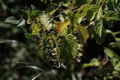 Viburnum dentatum