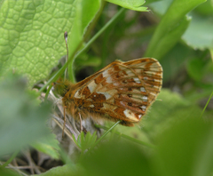 Boloria caucasica