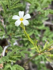 Phlox tenuifolia