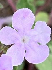 Priva grandiflora