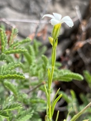 Phlox tenuifolia