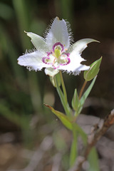 Calochortus lyallii